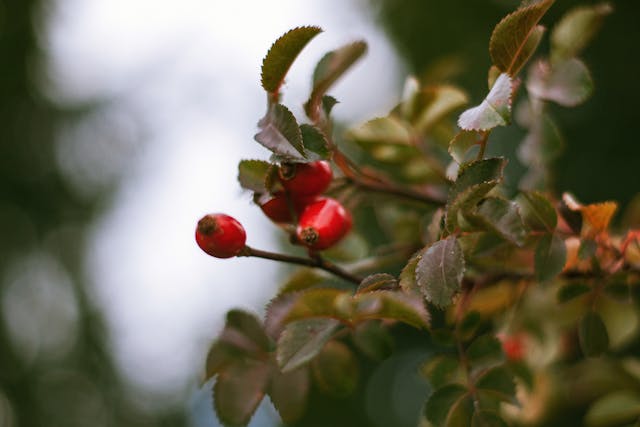 Syrop z dzikiej róży – naturalne wsparcie dla odporności i codziennej diety
